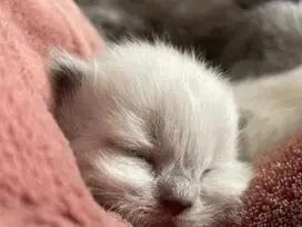 PARDUODAMOS BRITŲ KATĖS