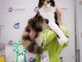 Meino meškėnai - 10