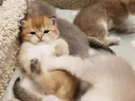 Gražūs kačiukai - DOVANOJU