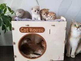 Gražūs kačiukai - DOVANOJU