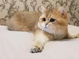 Gražūs kačiukai - DOVANOJU - 6