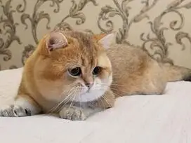 Gražūs kačiukai - DOVANOJU - 7