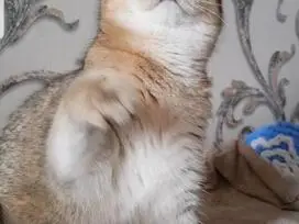 Gražūs kačiukai - DOVANOJU - 8