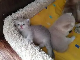 Gražūs kačiukai - DOVANOJU - 9