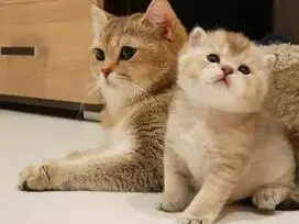 Gražūs kačiukai - DOVANOJU - 10