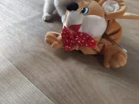 Paruošti pardavimui škotų veislės kačiukai