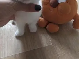 Paruošti pardavimui škotų veislės kačiukai