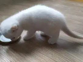 Paruošti pardavimui škotų veislės kačiukai