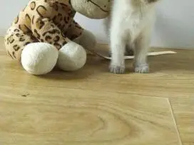 Paruošti pardavimui škotų veislės kačiukai