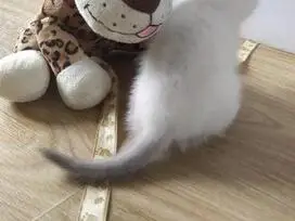 Paruošti pardavimui škotų veislės kačiukai