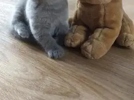 Paruošti pardavimui škotų veislės kačiukai - 6