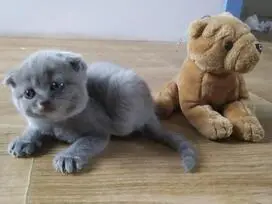 Paruošti pardavimui škotų veislės kačiukai - 7