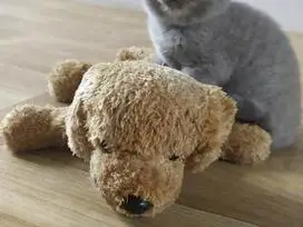 Paruošti pardavimui škotų veislės kačiukai - 8