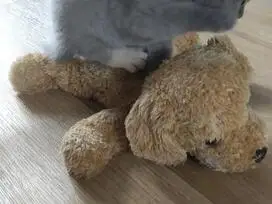 Paruošti pardavimui škotų veislės kačiukai - 9