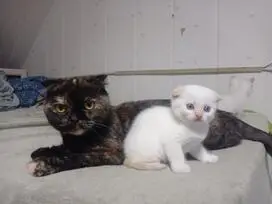 Paruošti pardavimui škotų veislės kačiukai - 10