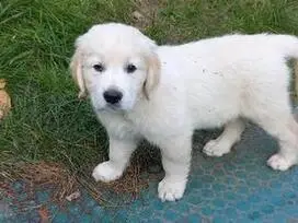 Parduodami GOLDEN RETRIEVER šuniukai GOLDEN RETRIEVER (GOLDEN).