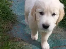 Parduodami GOLDEN RETRIEVER šuniukai GOLDEN RETRIEVER (GOLDEN).