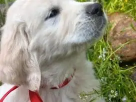 Parduodami GOLDEN RETRIEVER šuniukai GOLDEN RETRIEVER (GOLDEN).