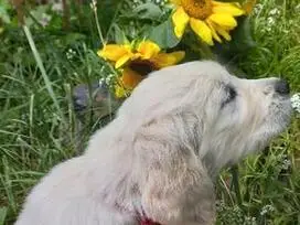 Parduodami GOLDEN RETRIEVER šuniukai GOLDEN RETRIEVER (GOLDEN).