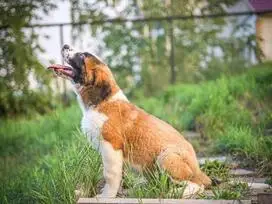 Šuniukai Senbernarai