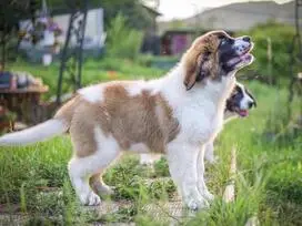 Šuniukai Senbernarai