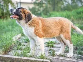 Šuniukai Senbernarai