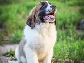 Šuniukai Senbernarai