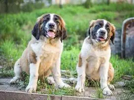 Šuniukai Senbernarai