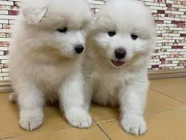 Šuniukai Samojedas