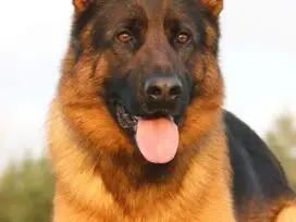 Parduodamas Vakarų vokiečių aviganis