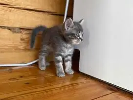 Parduodami škotų stačiaausiai kačiukai - 7