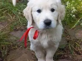 Labradoras laukia nauju seiminiku