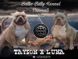 AMERICAN BULLY šuniukų vada