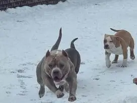 AMERICAN BULLY šuniukų vada