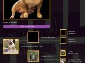 AMERICAN BULLY šuniukų vada