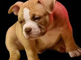 AMERICAN BULLY šuniukų vada - 6