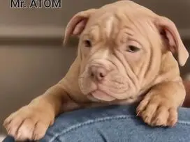 AMERICAN BULLY šuniukų vada - 8