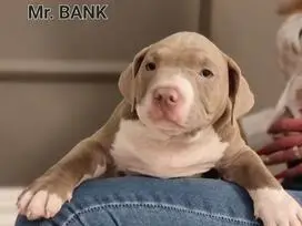 AMERICAN BULLY šuniukų vada - 9