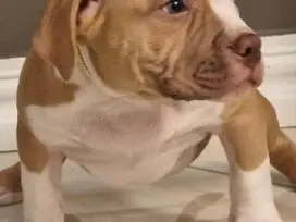 AMERICAN BULLY šuniukų vada - 10