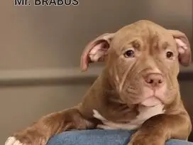 AMERICAN BULLY šuniukų vada - 11