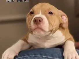 AMERICAN BULLY šuniukų vada - 12