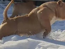 AMERICAN BULLY šuniukų vada - 13