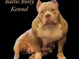 AMERICAN BULLY šuniukų vada - 14