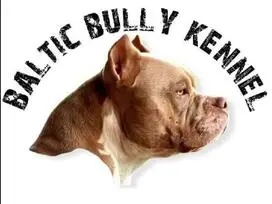 AMERICAN BULLY šuniukų vada - 15