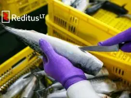 Produkcijos darbuotojai (žuvies fabrikas) – darbas Norvegijoje (1908)